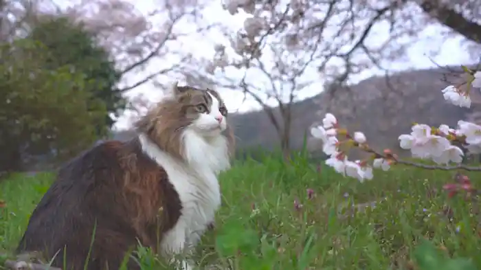 花より〇〇だにゃん！