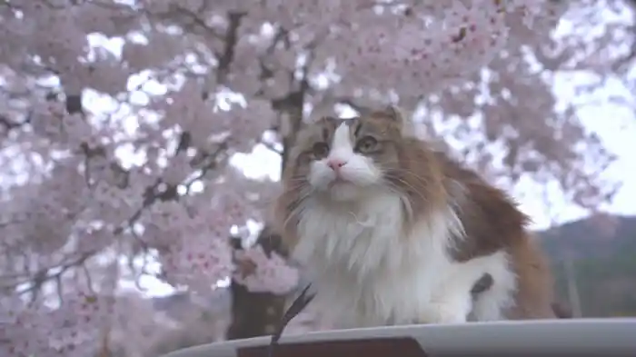 お友達いっぱいだにゃん♪