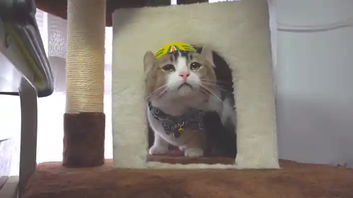 施設長　ぴーちだにゃん！