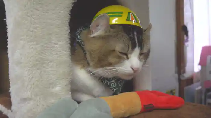 かまってにゃん！