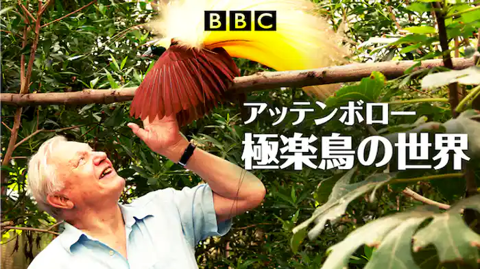アッテンボロー 極楽鳥の世界