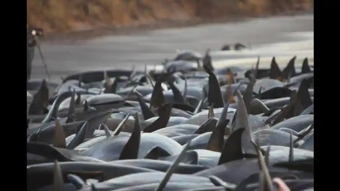 車を繭で覆う虫