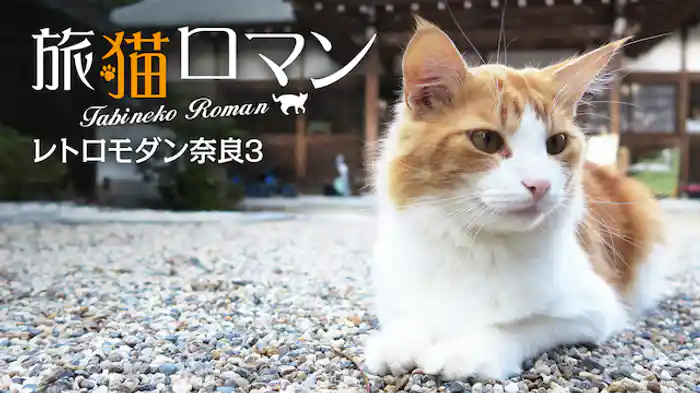 旅猫ロマン レトロモダン奈良3