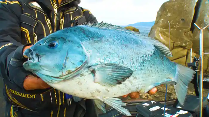 2022/1/15放送分 名手が挑む!高知県・柏島の大型グレ