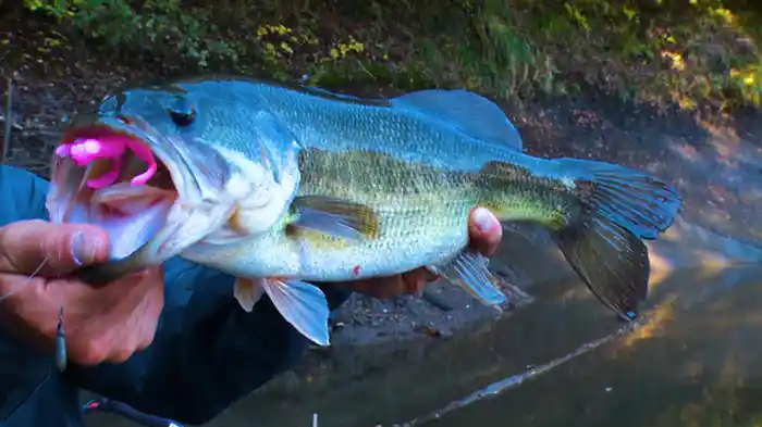 2022/1/29放送分 川村光大郎in三島湖 爆釣!レンタルボートBASS