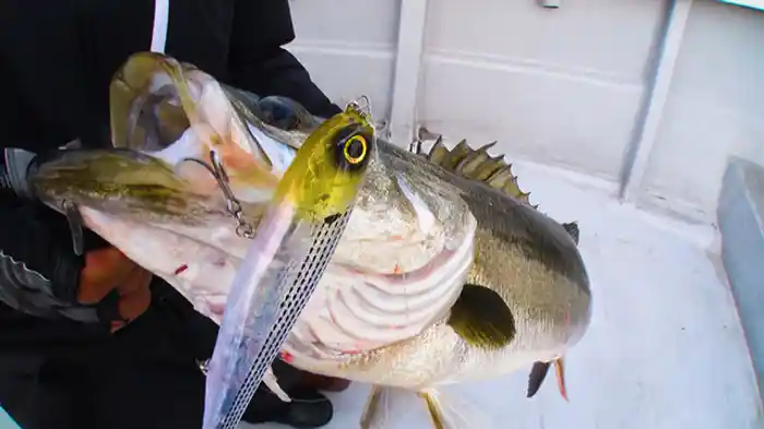 2022/2/19放送分 水面炸裂!ド迫力バイト!!東京湾ボートシーバスゲーム