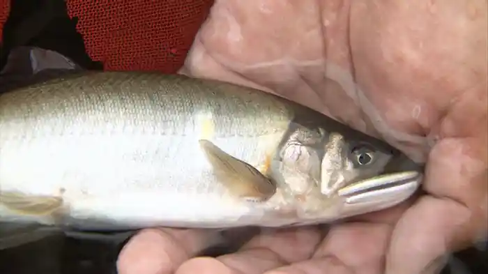 2022/3/19放送分 鮎の季節に思い募らせて九頭竜川の鮎釣り