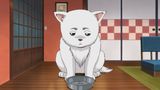第265話 ドッグフードは見た目より味がうすい