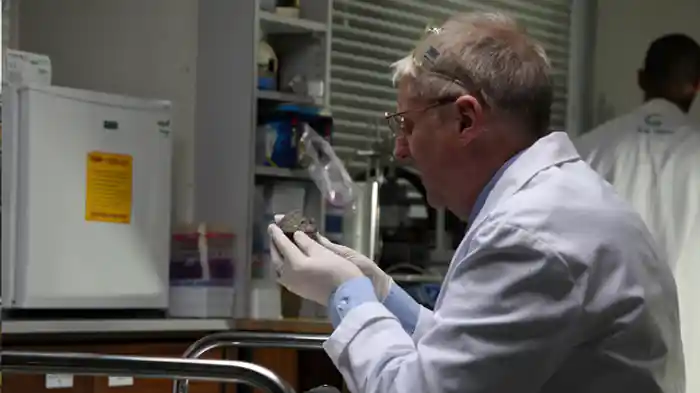 分裂する小惑星