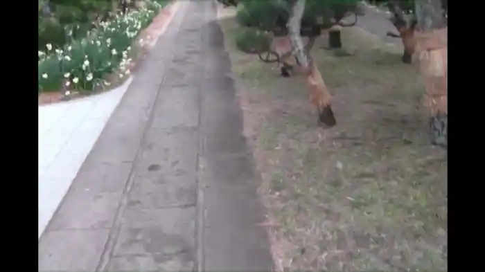 ~完全保存版~恐怖の怨霊ビデオ 1