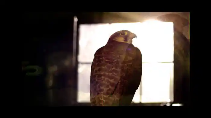 サルの心肺蘇生術