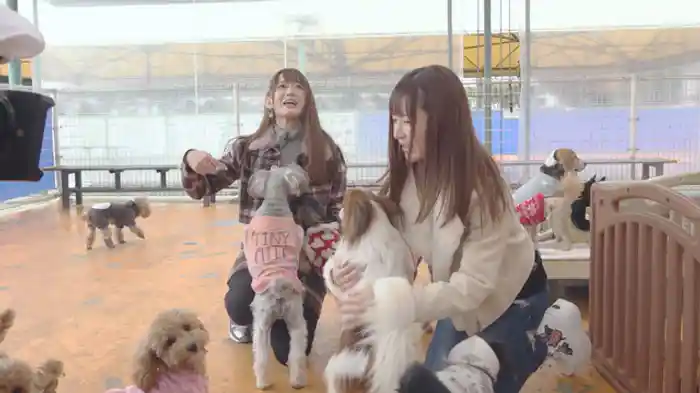 ゲスト希島あいり　ワンちゃん触れ合い体験