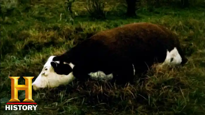 新たな謎と目撃