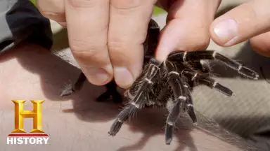 キング オブ ペイン 最強の痛み決定戦 2 Vs 巨大サソリ 猛毒カサゴ ドキュメンタリー 19年 の動画視聴 あらすじ U Next キング オブ ペイン 最強の痛み決定戦 2 Vs 巨大サソリ 猛毒カサゴ ドキュメンタリー 19年 の動画視聴 あらすじ U Next