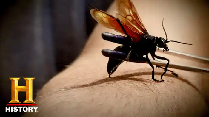 VS 軍隊アリの大群/殺人棘オニヒトデ