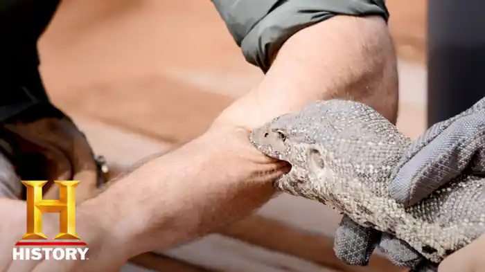 VS ナイルオオトカゲ/牛殺しアリバチ