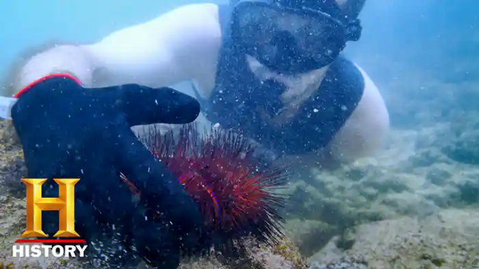 VS 殺人ウニ/最強ペイン!?ハネカクシ