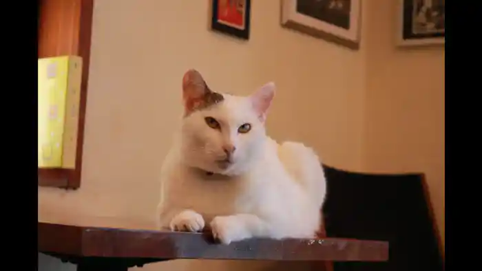 カフェの猫