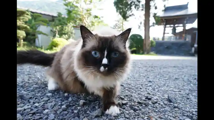 猫寺