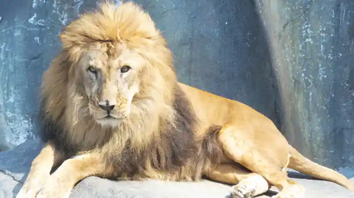 車でめぐる野生ワールド「那須サファリパーク」（栃木県）