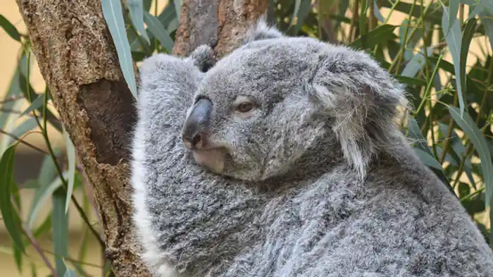 市民の森に囲まれた希少動物たちとのひととき「横浜市立金沢動物園」（神奈川県）