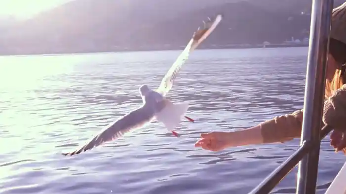 ベルクルーズいとう