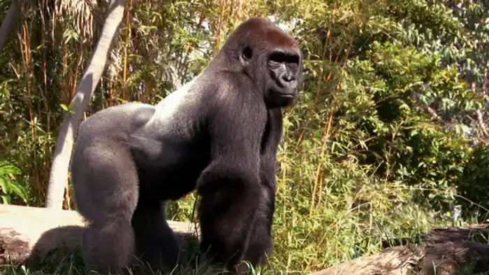 海の怪物とビッグフット