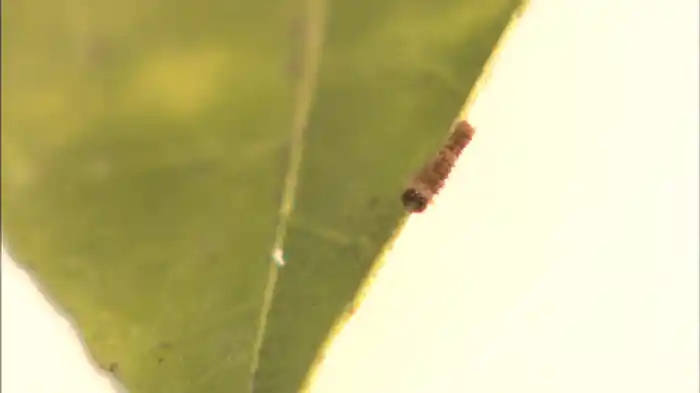 味覚が操る進化 種文化はどのように起きたのか?