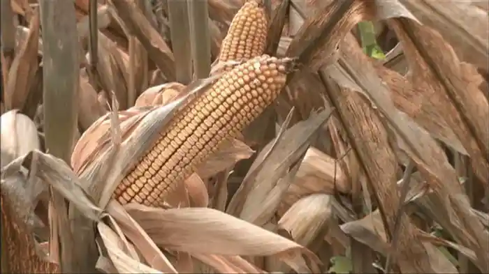 「遺伝子組み換え食品」神話 本当に危ないのか?