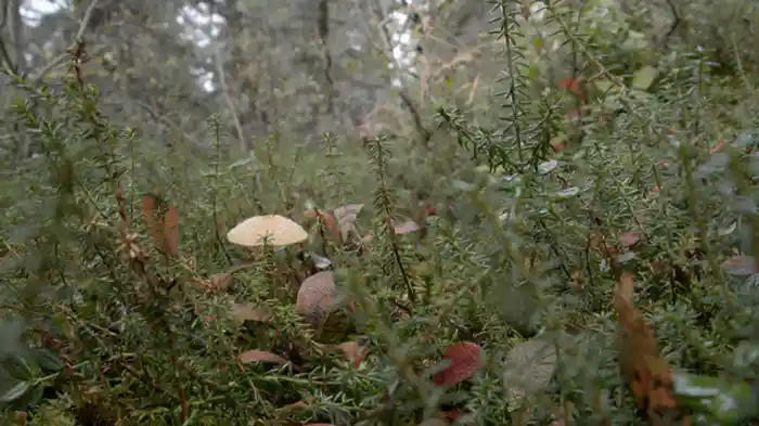 ビッグ・チャンス