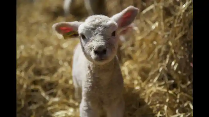 ヒツジのモリー