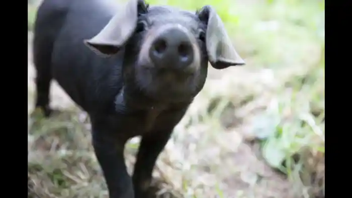 ブタのベッキー