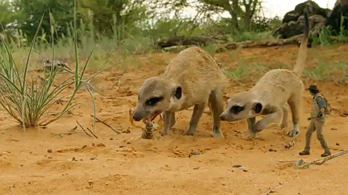 ミーアキャットのアラームコール