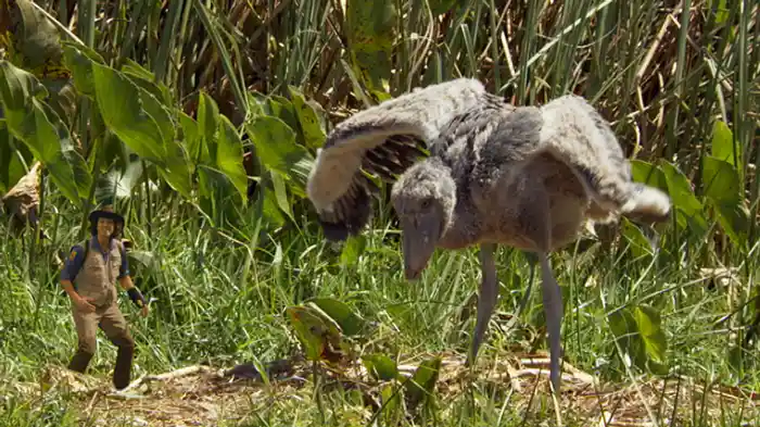 ハシビロコウの大きなくちばし