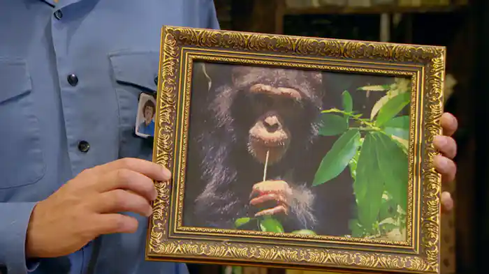 チンパンジーと木の種