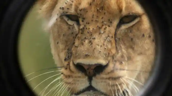 ライオンの相棒