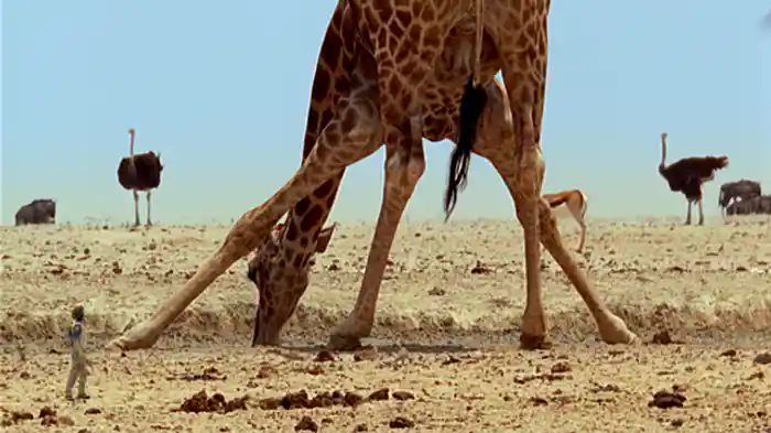 キリンの大好きな木