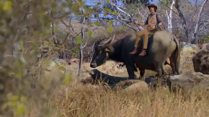 世界最強のコモドオオトカゲ
