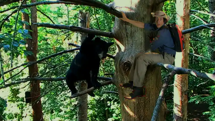 クロクマの木登り