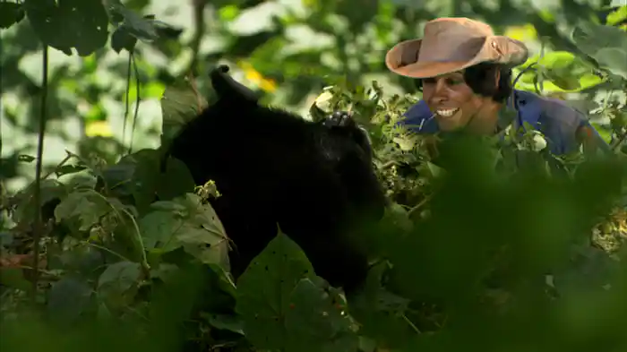 マウンテンゴリラのベッド