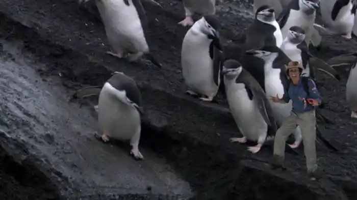 ヒゲペンギンと崖登り