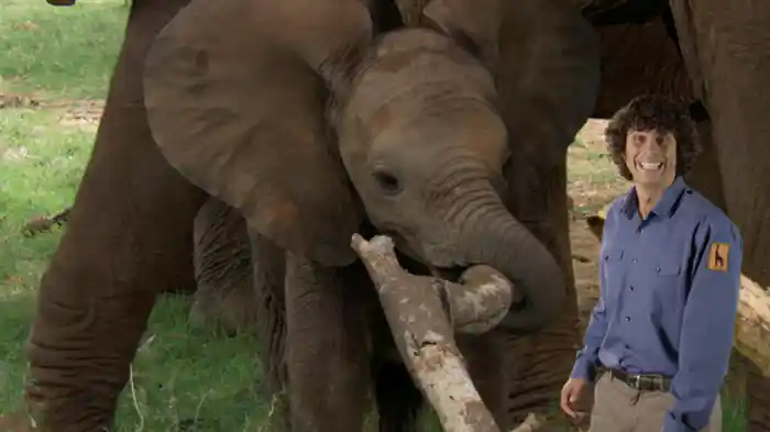 かわいい動物の赤ちゃん