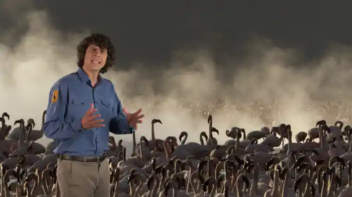 動物のダンサー