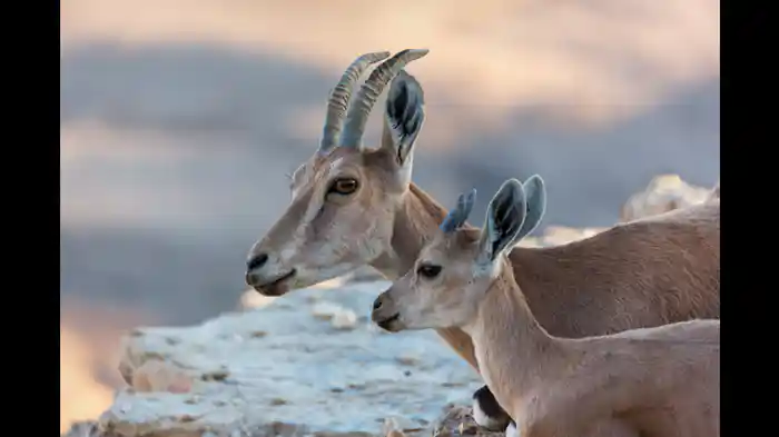 のぼってみようよ