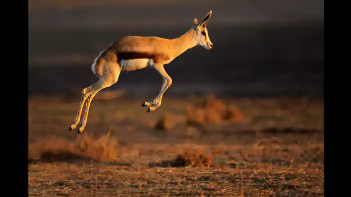 飛んで！跳ねて！