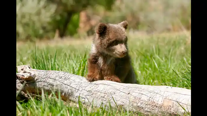魚とりを覚えよう