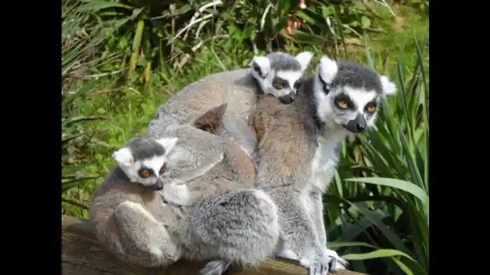 乗せて！ 乗せて！