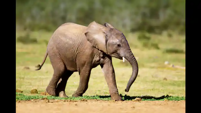 おいしく食べるコツ