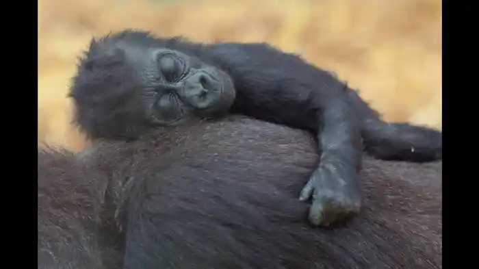 赤ちゃんのベッド