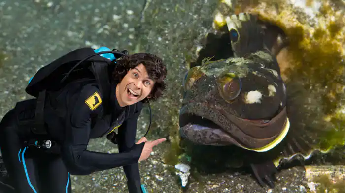 サーカスティックフリンジヘッドと魚の本
